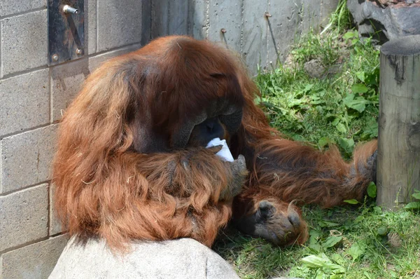 Um orangotango macho — Fotografia de Stock