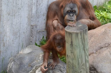 Anne ve bebek orangutan