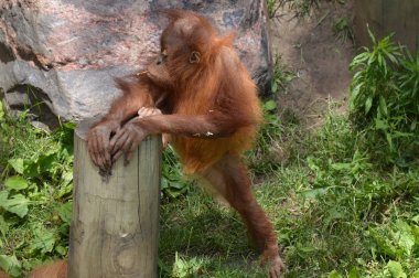 Bir bebek Orangutan