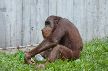 Bir erkek Orangutan