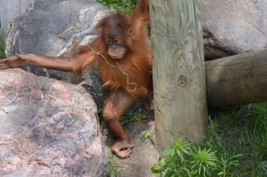 Bir bebek Orangutan