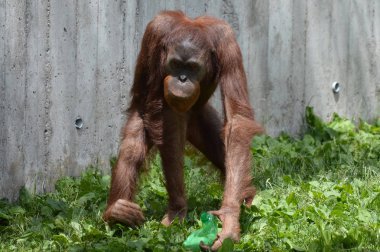 Bir erkek Orangutan