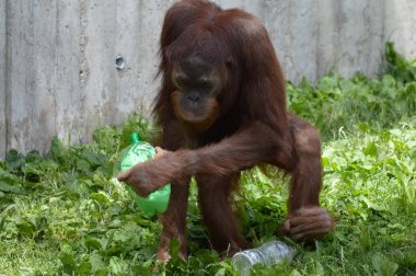 Bir erkek Orangutan
