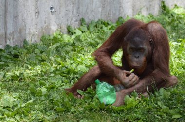 Bir erkek Orangutan