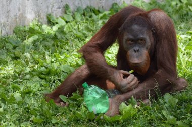 Bir erkek Orangutan