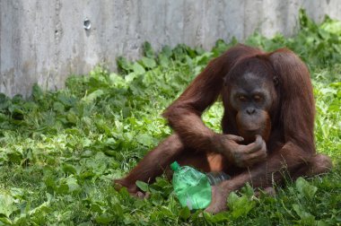 Bir erkek Orangutan