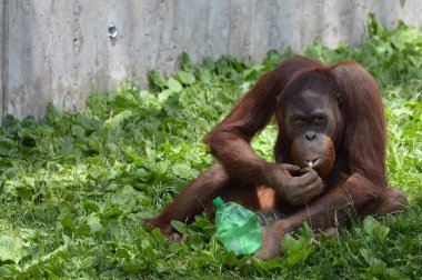 Bir erkek Orangutan