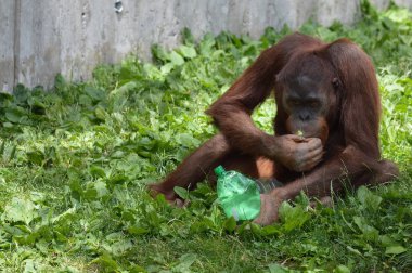 Bir erkek Orangutan