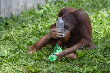 Bir erkek Orangutan