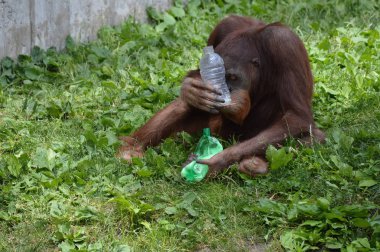 Bir erkek Orangutan
