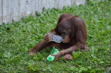 Bir erkek Orangutan