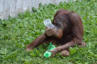 Bir erkek Orangutan