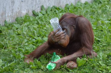 Bir erkek Orangutan