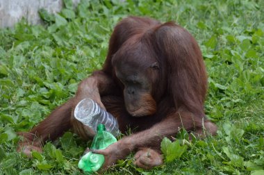 Bir erkek Orangutan