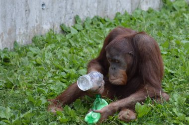Bir erkek Orangutan