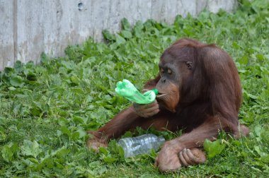 Bir erkek Orangutan