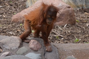 Bir bebek Orangutan