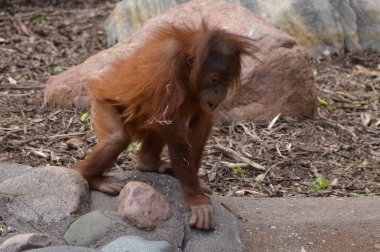 Bir bebek Orangutan