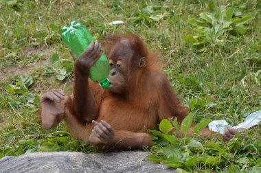 Bir bebek Orangutan