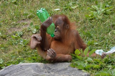 Bir bebek Orangutan