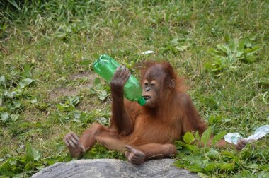 Bir bebek Orangutan