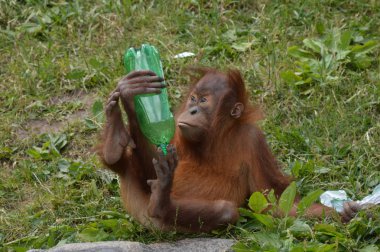 Bir bebek Orangutan