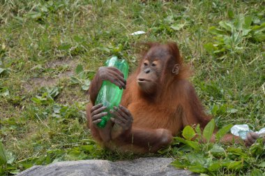 Bir bebek Orangutan
