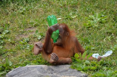 Bir bebek Orangutan