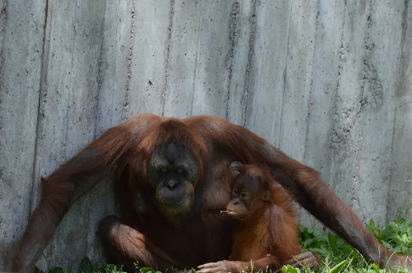 Anne ve bebek orangutan — Stok fotoğraf