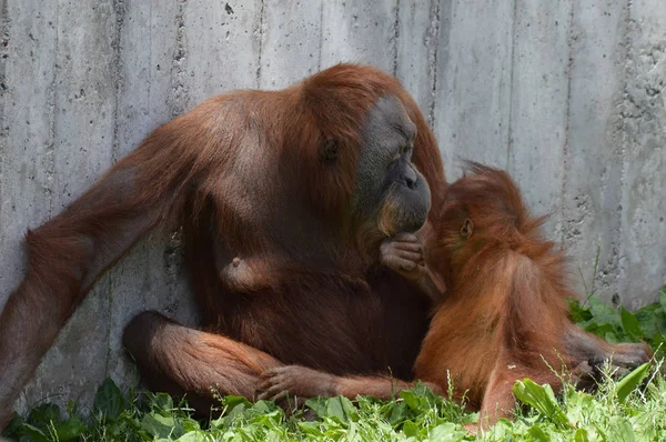 Anne ve bebek orangutan — Stok fotoğraf