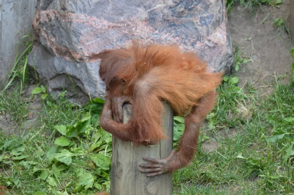 Un bébé orang-outan — Photo