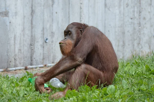 Bir erkek Orangutan — Stok fotoğraf