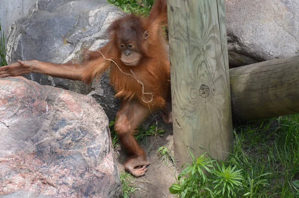 Baby Orangutan — Zdjęcie stockowe