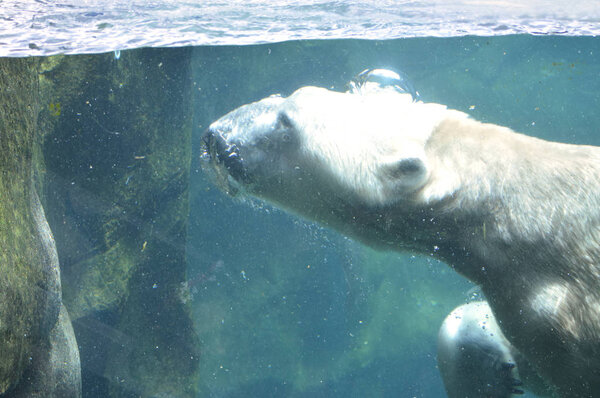 Polar Bear swimming in the water
