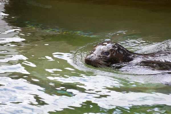 Seehund im Wasser — Stockfoto