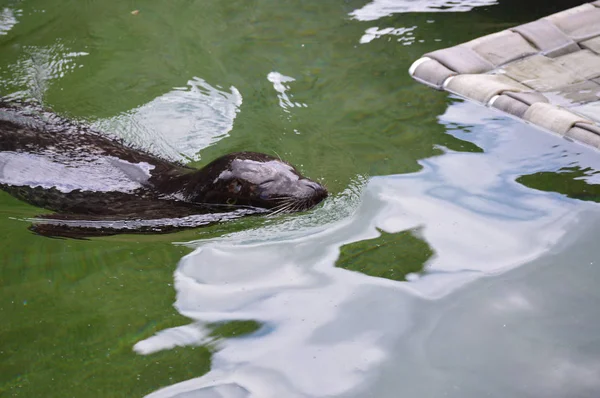 Sceller dans l'eau — Photo