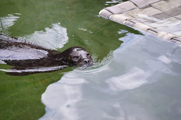 Sceller dans l'eau — Photo