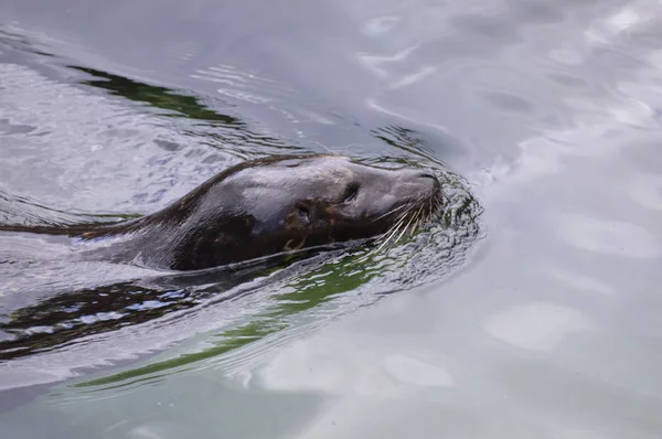 Тюлень в воде — стоковое фото