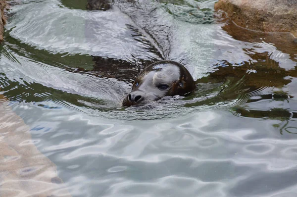 Seal in the Water — Stock Photo, Image