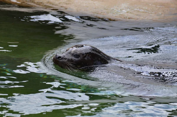 Sello en el agua — Foto de Stock