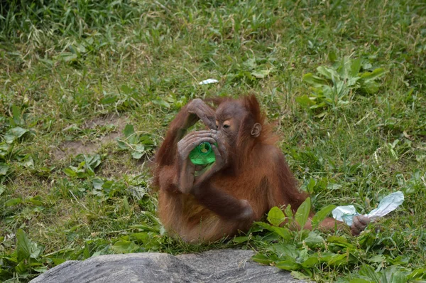 Um orangotango bebé — Fotografia de Stock