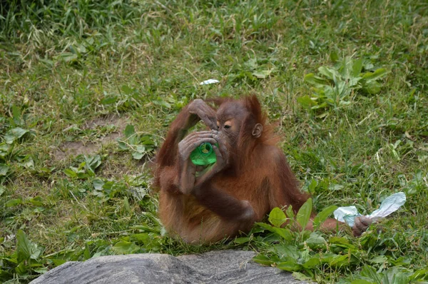 Bir bebek Orangutan