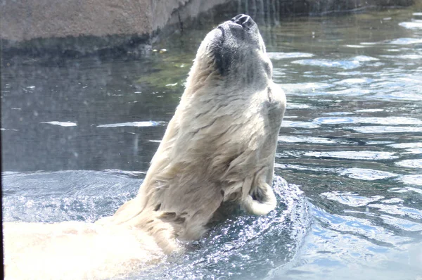 Oso polar nadando en el agua Imagen De Stock