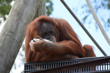Bir dişi Orangutan