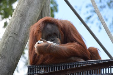 Bir dişi Orangutan