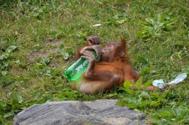 Bir bebek Orangutan