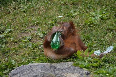 Bir bebek Orangutan