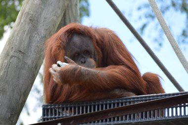 Bir dişi Orangutan