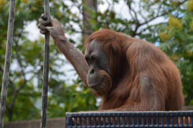Bir dişi Orangutan