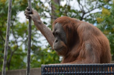 Bir dişi Orangutan